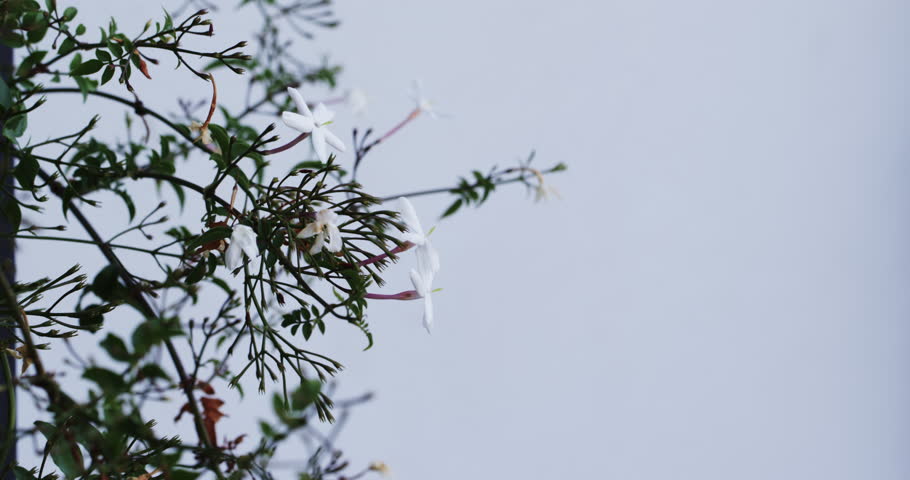 Delicate jasmine flowers blooming on branches against clear sky background, copy space. botanical, nature, flora, gardening, blossom, fragrance