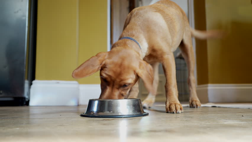 Pet Fox Red Labrador Puppy Running Into Room And Eating Food From Bowl At Home 