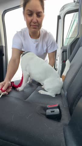 Caucasian woman travels by car with her dog. The owner fastens the Jack Russell Terrier with a seat belt. 