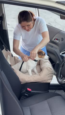 The dog jumps into the car and sits on a special car seat for dogs. The owner fastens the Jack Russell Terrier with a seat belt. 