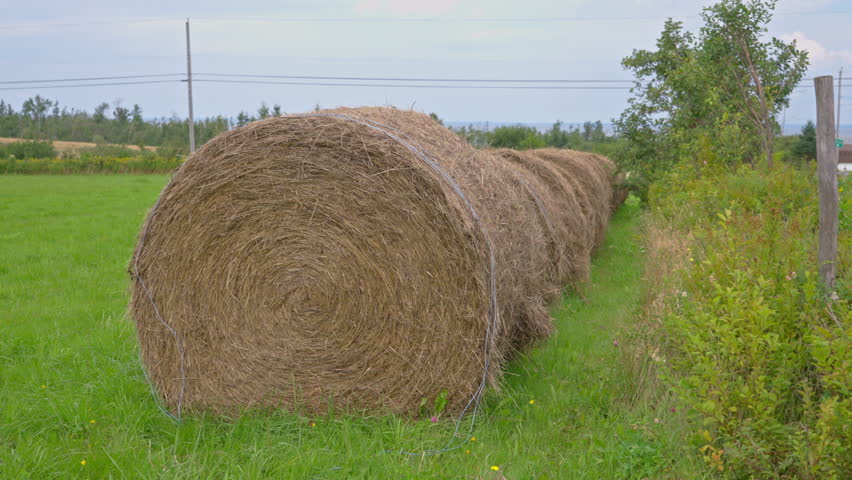 Row of pristine hay bales in a rural green field during a sunny day