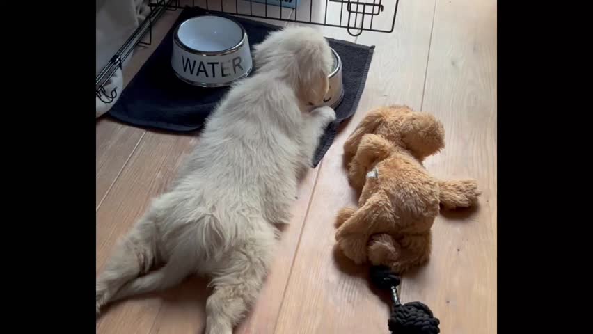 A funny golden retriever puppy eats while lying down, slipping and sliding on the floor with its paws. A playful and adorable moment full of clumsy charm.
