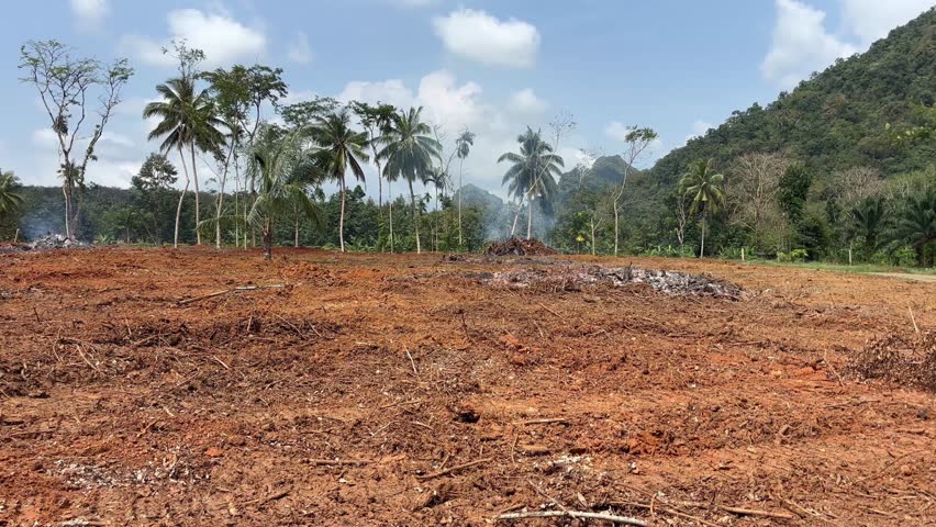 Heavy debts were cut down to make way for agricultural land