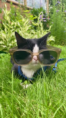 Cute white and black cat wearing sunglasses chilling on the green grass in the garden
