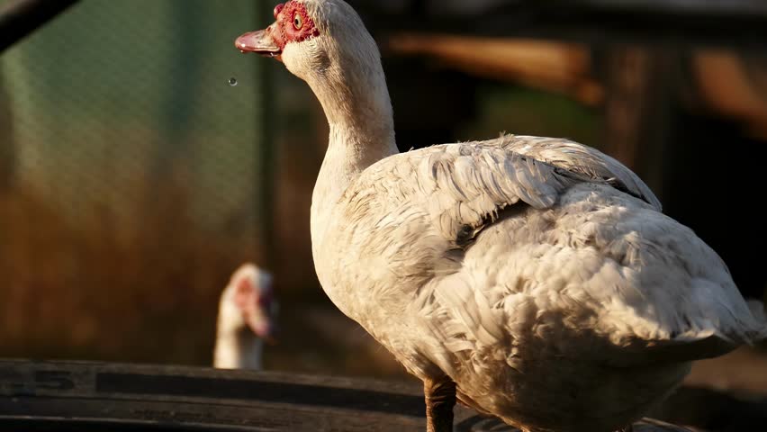 A white muscovy duck drinks water in slow motion. Close-up of a white duck