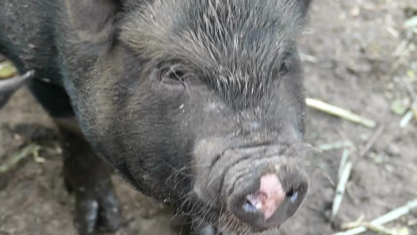 A close-up portrait of a black pig