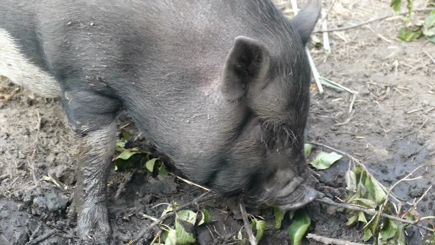 A young black pig with a muddy snout looks at the camera. A curious piglet foraging in the dirt. A domestic farm animal close-up outdoors. A small pig with leaves in its mouth.