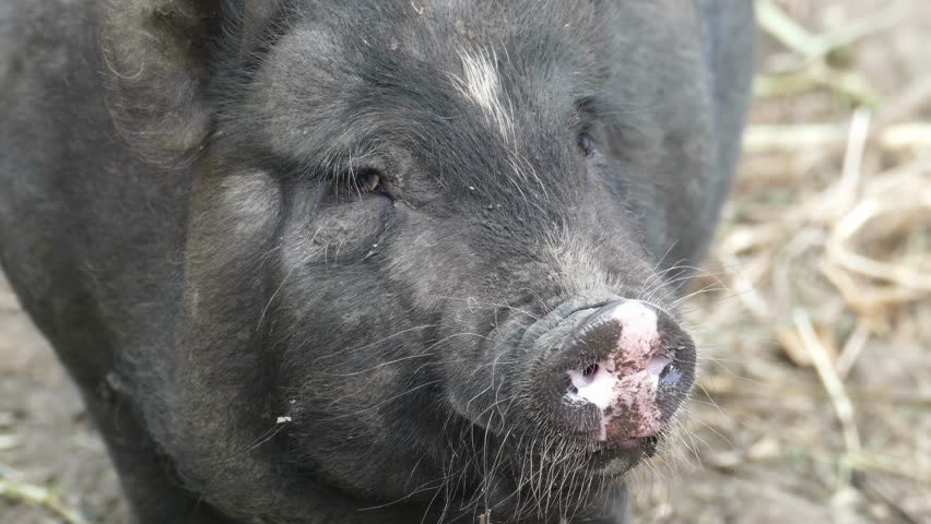 A close-up portrait of a black pig