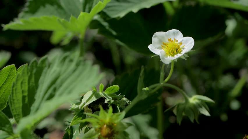 White petals and yellow center of strawberry flower surrounded by green foliage. Natural phase of fruit development, showing the first steps toward fresh strawberries for harvest