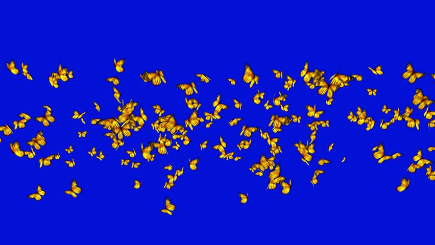 Group of Yellow bright butterflies flying in the air on blue screen effect background
