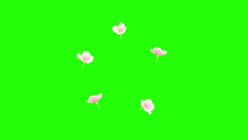 Sakura Flower rotation around center point on green screen