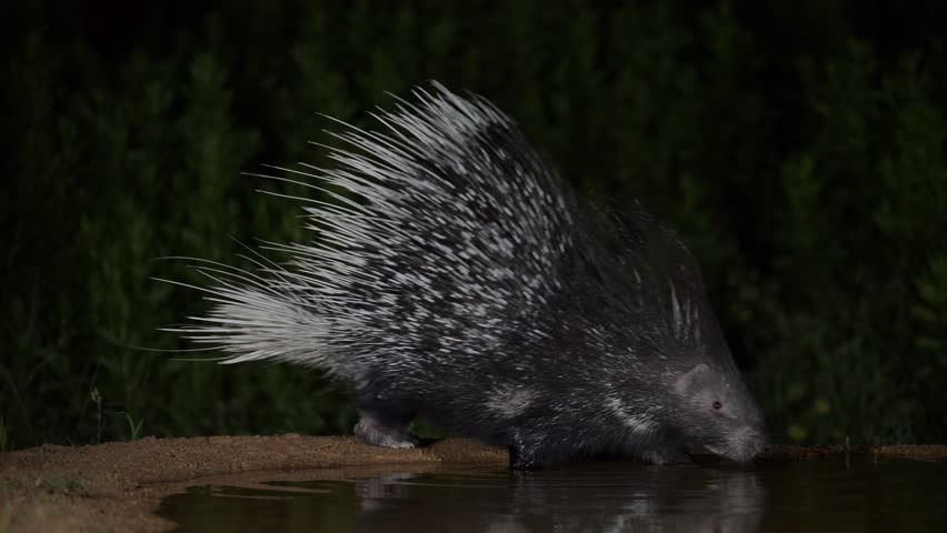 Indian crested porcupine (Hystrix indica) enters a water pool at night to drink. Its reflection shimmers on the surface of the still water.