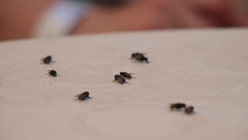 Flies gather on the table, attracted by sweet and tasty spills and forgotten crumbs, creating a messy summer scene.