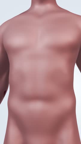 Body Fat Reduction and Toned Core Muscle Concept for Weight Loss Goal – 3D Rendering
