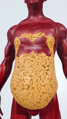 Body Fat Reduction and Toned Core Muscle Concept for Weight Loss Goal – 3D Rendering
