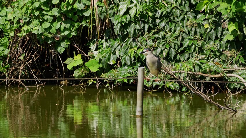 black crowned night heron in a pond