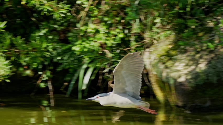 black crowned night heron in a pond