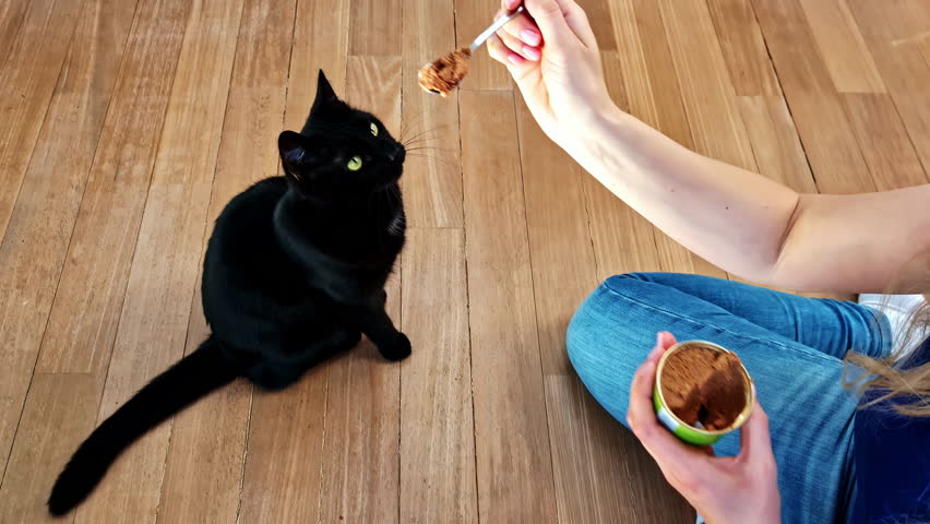 Woman Feeding Black Cat With A Spoon. - closeup shot