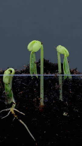 Section view of growing seeds rising from soil vertical time lapse video.