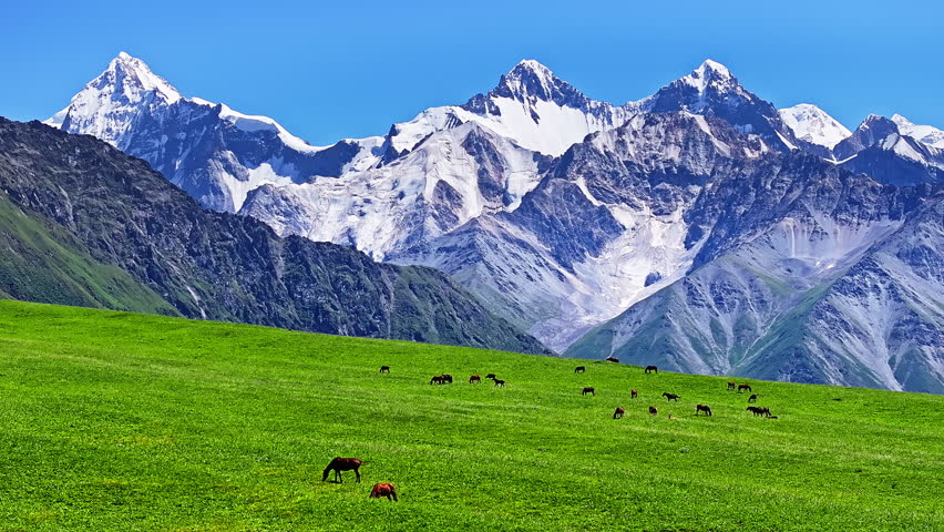 A herd of horses grazing on green meadow with the majestic snow mountain range in Xinjiang, China.