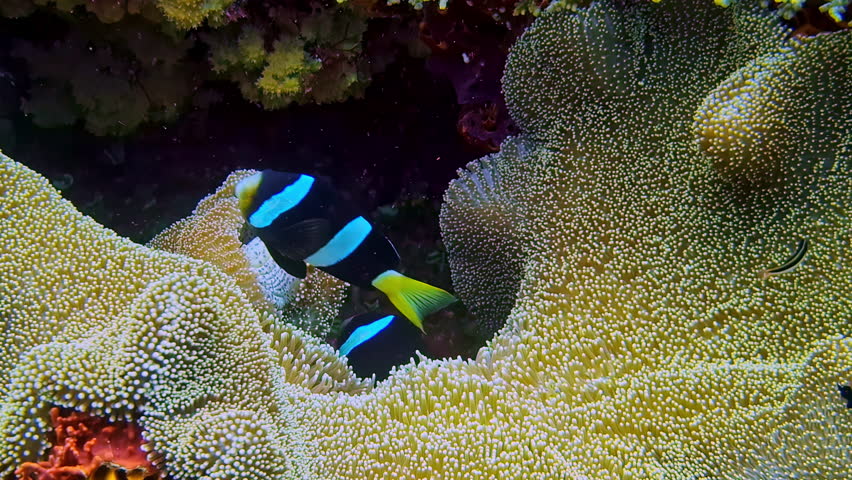 Clark's anemonefish swimming among sea anemones on vibrant coral reef in tropical ocean