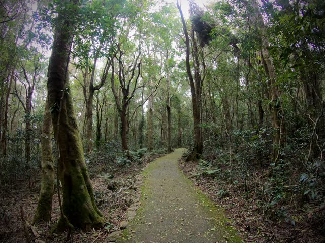 Forest Walk through Lush Woodland – Tranquil Forest Path with Green Foliage and Natural Ambience
