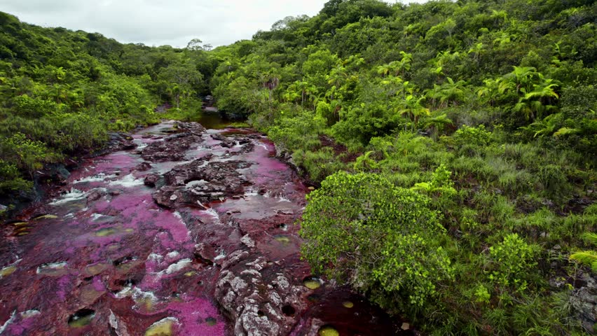 Aerial footage of Caño Cristales, often called the "River of Five Colors," located in La Macarena, Colombia.