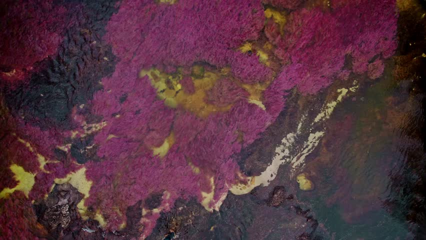 Aerial footage of Caño Cristales, often called the "River of Five Colors," located in La Macarena, Colombia.