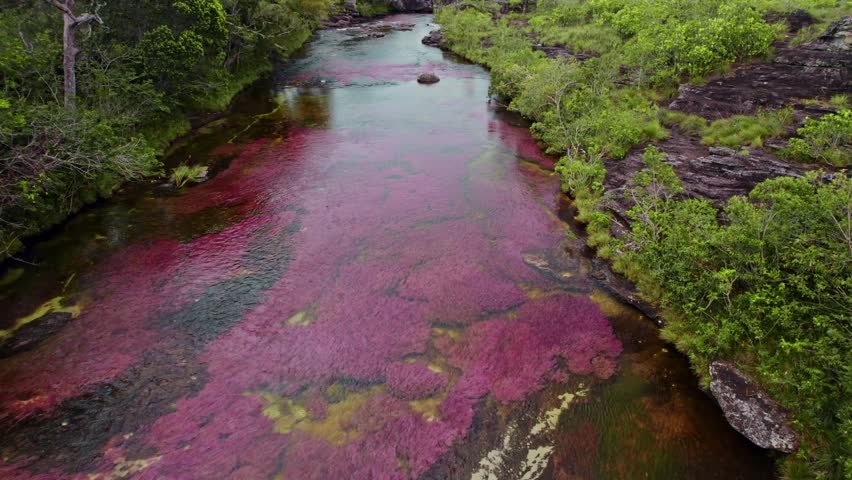 Aerial footage of Caño Cristales, often called the "River of Five Colors," located in La Macarena, Colombia.