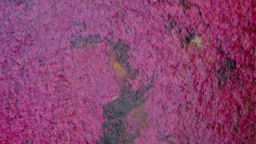 Aerial footage of Caño Cristales, often called the "River of Five Colors," located in La Macarena, Colombia.