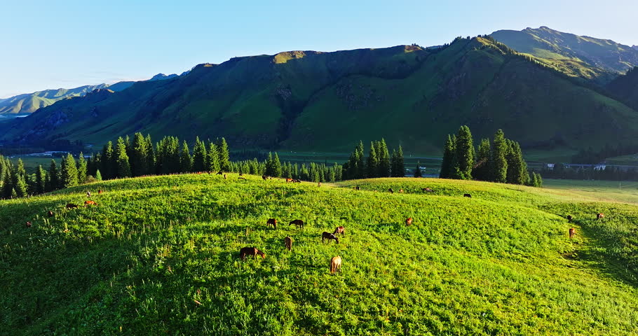 Horses herd grazing on grassland pasture in the morning. Aerial view of green grassland and horses with mountain natural landscape in Xinjiang, China.