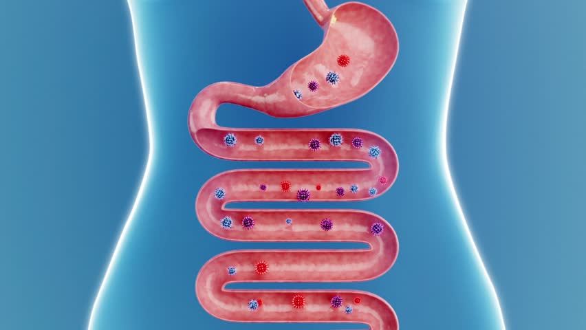 Intestinal probiotics clean viruses and bacteria in the intestines, clean up stool and food residues, promote intestinal peristalsis, enhance human immunity, digestive system health concept, 3D.