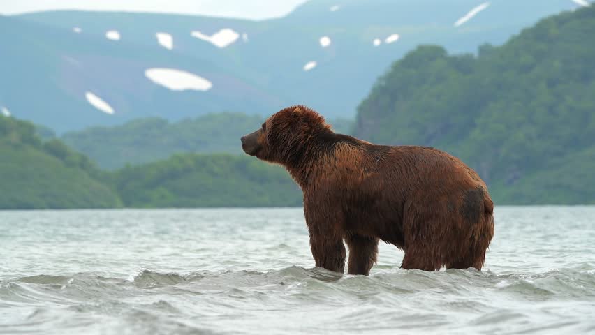 Grizzly Bear Hunting Salmon in Kamchatka Lake