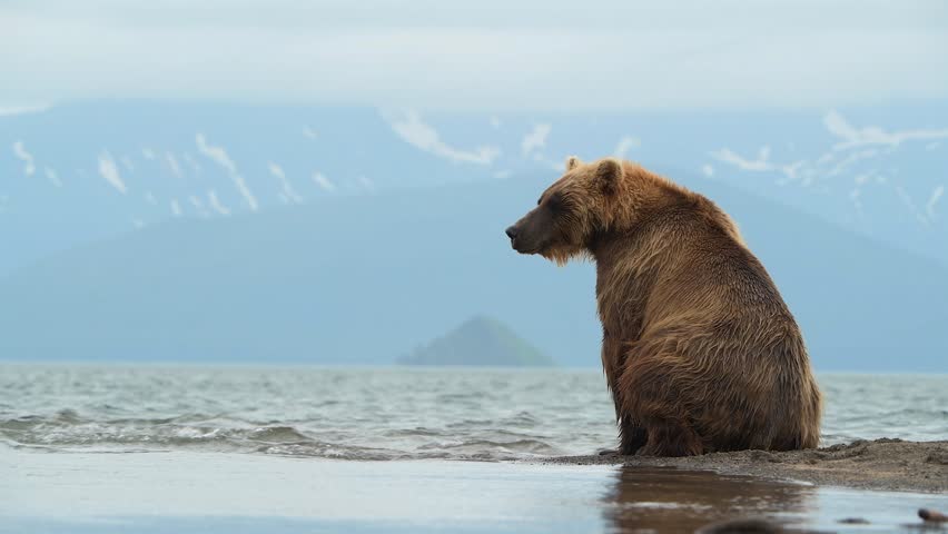 Grizzly Bear Hunting Salmon in Kamchatka Lake
