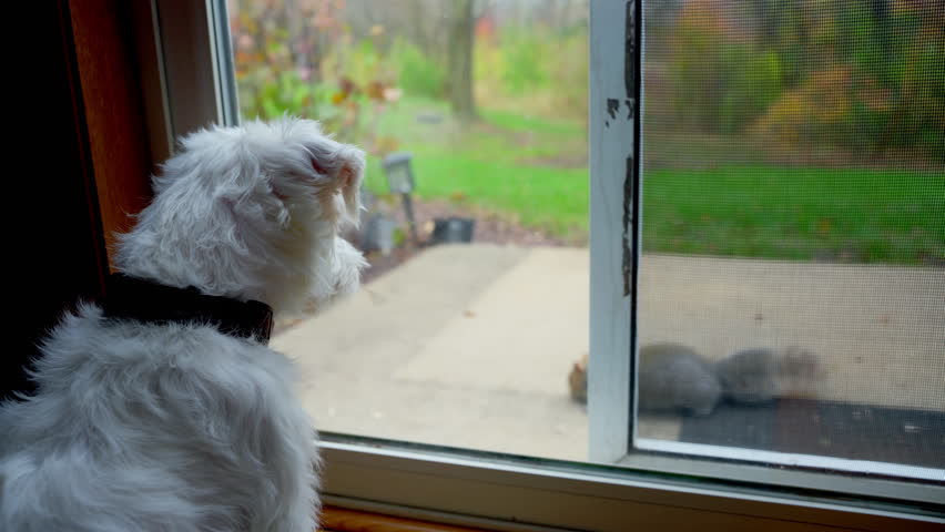 Jack Russell Terrier is looking from inside the house at squirrel at the backyard.