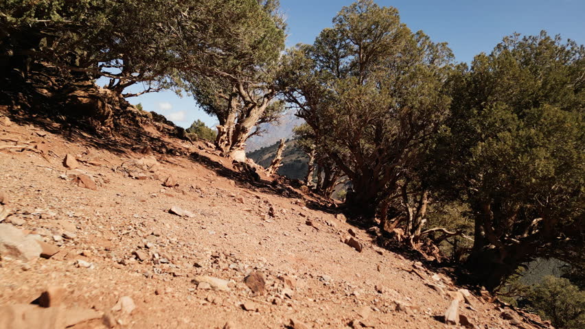 Cinematic drone shot flying low through trees and revealing the majestic peaks of the High Atlas Mountains in Morocco, captured during golden hour in a remote and dramatic natural landscape