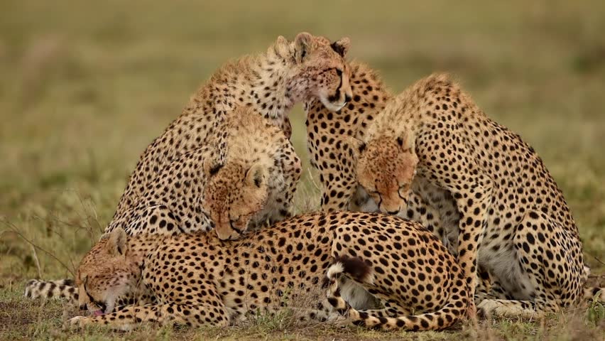 Cheetahs Grooming Each Other in the Tanzanian Savannah