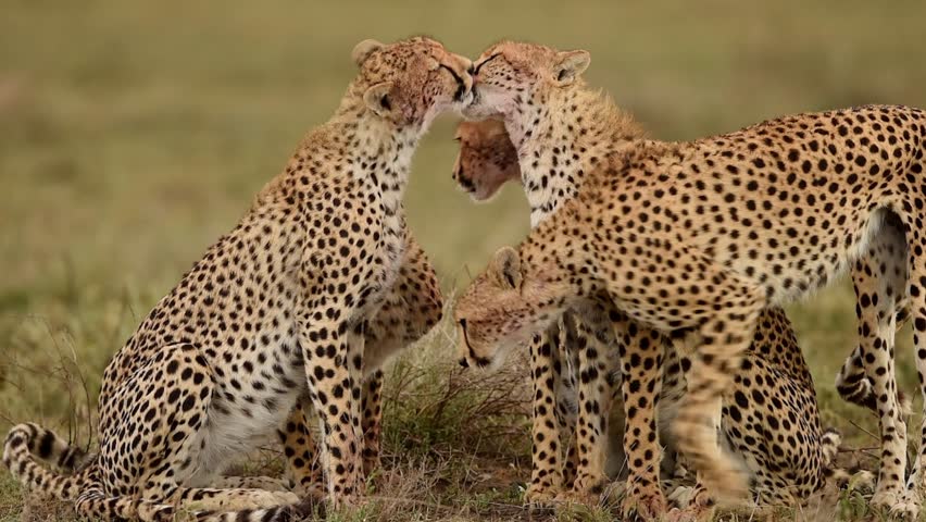 Cheetahs grooming and licking in Kenya, Close up shot