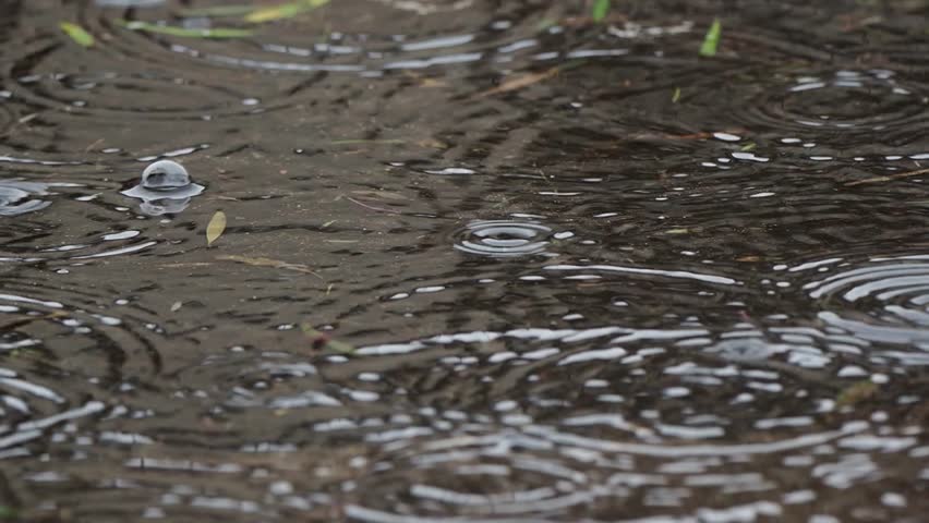 Raindrops fall into puddle of muddy water. raining heavily and flooding. Bad weather and hurricane. Rain drips on lake. Tropical rain during rainy season. Heavy rain on pond. wet street floor ground