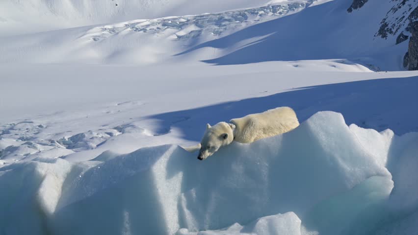 Polar Bear resting in the harsh environment of the Arctic circle, North Pole surrounded by snow
