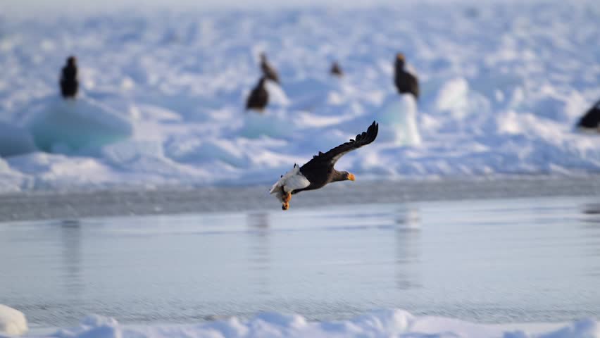 White-Tailed Eagle Hunting Fish in Hokkaido, Japan Majestic Raptor Wildlife Action Footage