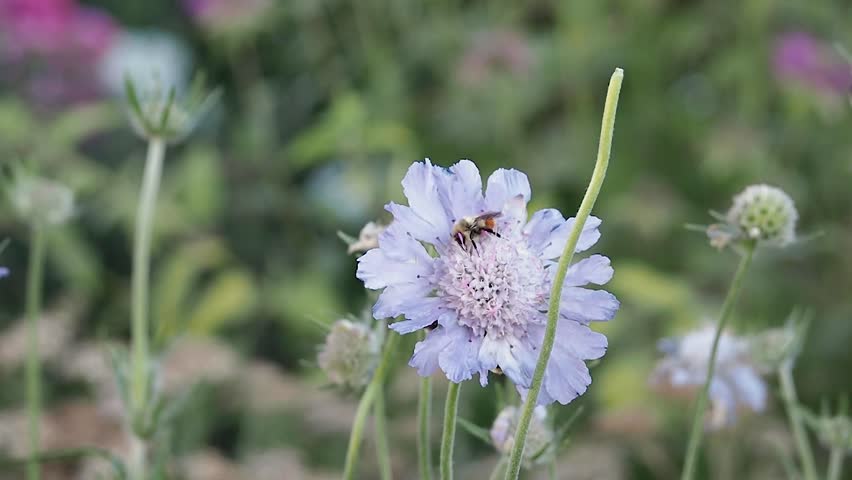 lose-up shot of a person using a smartphone to photograph or film a sleeping bee resting gently on a flower petal. The scene highlights the delicate interaction between technology and nature,