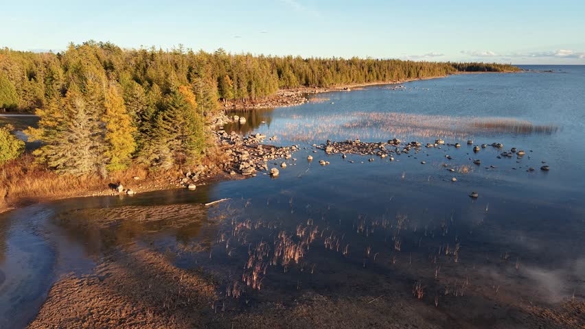 Michigan coastal wetland shoreline bordered by evergreen forest during golden hour