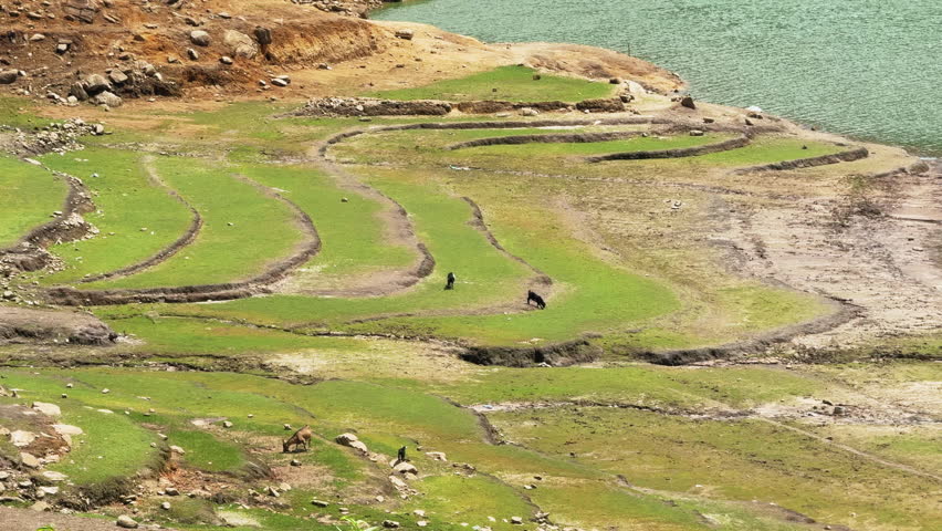Goats grazing on lush field terraces in Tả Van, Séo Mý Tỷ, Sa Pa, among mountain views.