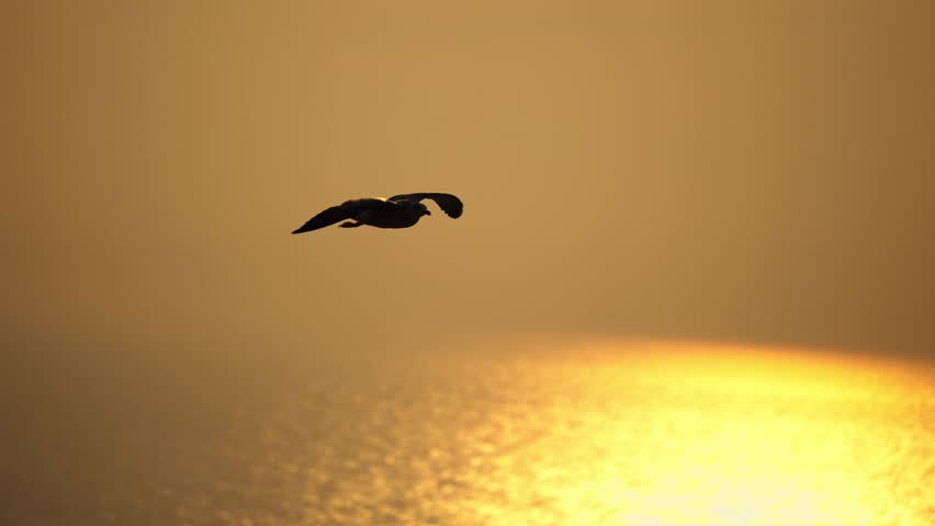 Tracking shot of a seagull flying across the golden sky, silhouetted against the bright sun over the Algarve coast at sunset.