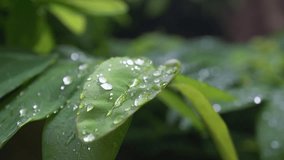 drops on a leaf after rain. Close-up of large water droplets trembling on green plant leaves after rain. Fresh, natural, and vibrant atmosphere. Macro nature footage with shallow depth of field.  - Powered by Shutterstock - Get 15% off with code: PIKWIZARD15