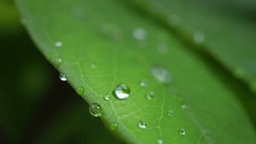 drops on a leaf after rain. Close-up of large water droplets trembling on green plant leaves after rain. Fresh, natural, and vibrant atmosphere. Macro nature footage with shallow depth of field.  - Powered by Shutterstock - Get 15% off with code: PIKWIZARD15