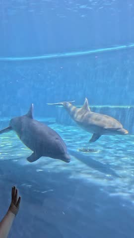 Underwater world of sea and ocean. Dolphins on blue background. Aquarium in Genoa, Italy.