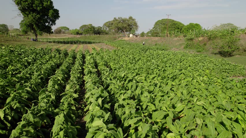 Overhead view of a green tobacco field on a sunny day with one person in distance