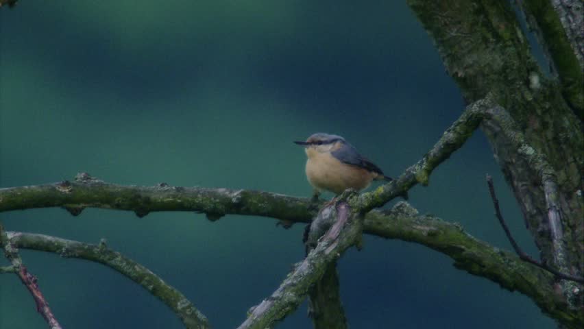 nuthatch sitting on a branch